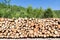 Stacks of logs at a forest logging site