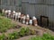 Stacks of many old rusty, leaky buckets along the slate wall in the garden.