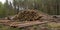 Stacks of pine logs against pine forest