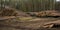 Stacks of pine logs against pine forest