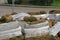 Stacks of sod rolls in cellophane