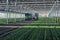 Staff busy planting young chrysanthemums in a huge greenhouse