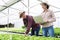 Staff or gardeners collect data and check the condition of the vegetables