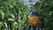 Staff greenhouse harvests ripe eggplant on a trolley. An employee of an agricultural enterprise. A lot of greenery grows