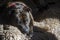 Stafford Bull Terrier lay on sheep blankets, with mischief in my eyes in e