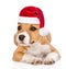 Stafford puppy in red santa hat lying in front. isolated on white