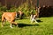 Staffordshire Amstaff dog playing in a garden