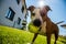 Staffordshire Amstaff dog playing in a garden