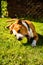 Staffordshire Amstaff dog playing in a garden