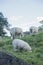 Staffordshire; British countryside on a sunny day; sheep grazing on a meadow.