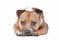 Staffordshire bull terrier