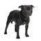 Staffordshire Bull Terrier ()