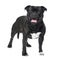 Staffordshire Bull Terrier ()