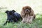 Staffordshire bull terrier and cavalier king charles