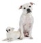 Staffordshire bull terrier and chihuahua