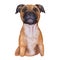 Staffordshire Bull Terrier digital art illustration of cute canine animal of tan color. Muscular dog breed, British short-haired