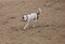 Staffordshire bull terrier dog in the beach