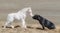 Staffordshire Bull Terrier dog and beautiful American miniature foal