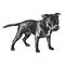 Staffordshire Bull Terrier dog. Cute puppy. Black and white hand