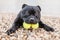 Staffordshire Bull Terrier dog holding two tennis balls in his mouth. He is lying on the ground looking at the camera