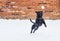 Staffordshire bull terrier dog leaping to a snowball