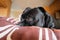 A Staffordshire Bull Terrier dog lying on a bed in a bed room. One eye is open but he is very relaxed and sleepy