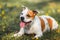 Staffordshire bull terrier  dog lying down on grass, trying to cool down in hot weather