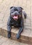 Staffordshire Bull Terrier dog lying down on an outside patio looking at the camera with a big smile on his face.