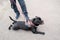 Staffordshire Bull Terrier dog lying down on a tarmac pavement. He is wearing a harness and his owner is holding his lead