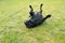 Staffordshire Bull Terrier dog lying on his back on grass with his feet in the air half way through a roll