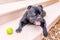 Staffordshire bull terrier dog lying on a step by a tennis ball