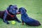 A Staffordshire Bull Terrier dog and a Miniature Dachshund puppy stare into each others eyes i