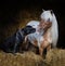 Staffordshire Bull Terrier dog and miniature horse