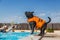 Staffordshire bull terrier dog in an orange lifejacket playing b