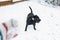 Staffordshire Bull Terrier dog playing in the snow in a back garden. In the foreground there is a hand in a mitten with a snow