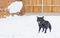 Staffordshire bull terrier dog playing in the snow and barking a