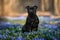 Staffordshire bull terrier dog sitting on a field of siberian squill flowers
