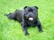 Staffordshire Bull Terrier Dog smiling lying on grass