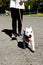 Staffordshire bull terrier going for a walk on the road