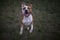 Staffordshire Bull Terrier jumping towards camera