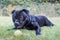 Staffordshire bull terrier lying down on grass with tennis ball