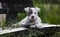 Staffordshire bull terrier puppy on the bench