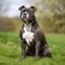 Staffordshire Bull Terrier sitting on the green meadow in a summer green field. Staffordshire Bull Terrier dog sitting on the