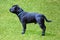 Staffordshire Bull Terrier standing in profile on artificial grass