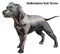 Staffordshire Bull Terrier vector illustration