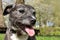 Staffordshire Terrier Cross Lurcher Dog