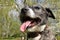 Staffordshire Terrier Cross Lurcher Dog