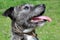 Staffordshire Terrier Cross Lurcher Dog