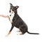 Staffordshire Terrier Cross Shaking Paw