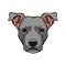 Staffordshire Terrier dog head. Dog breed. Dog portrait. Vector.